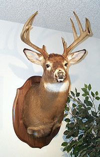 Big Whitetail Deer